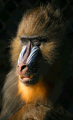 Mandril Blink Animation