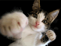 Boxing Kitty