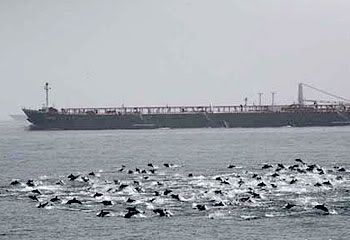  dolphins block Somali pirates