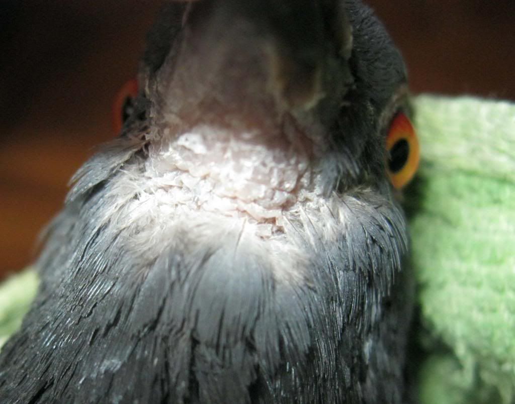 Please, help a pigeon with some skin disease. PigeonTalk