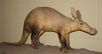 Aardvark - Placebo