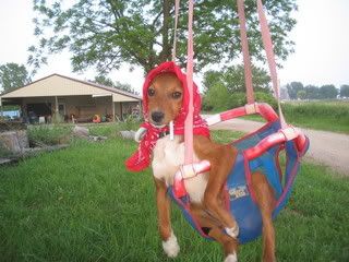 IMG_0702.jpg Lazy swinging puppy dog May 2007 image by BJ_BOBBI_JO5