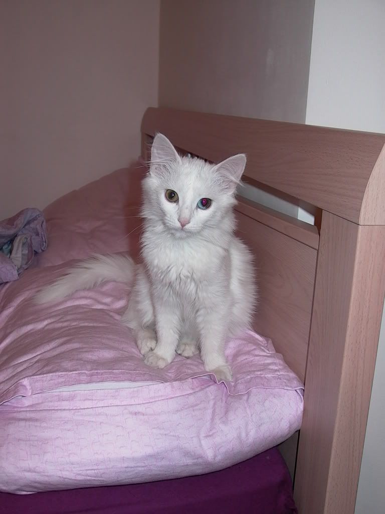 В путь по Радуге Photobucket