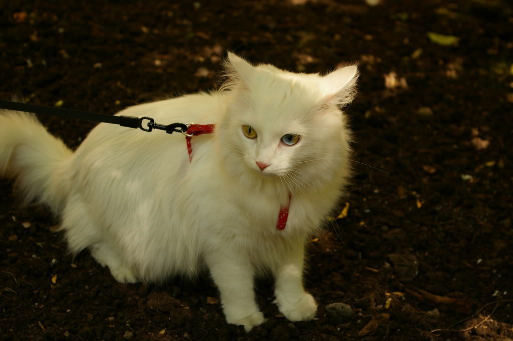 В путь по Радуге Photobucket