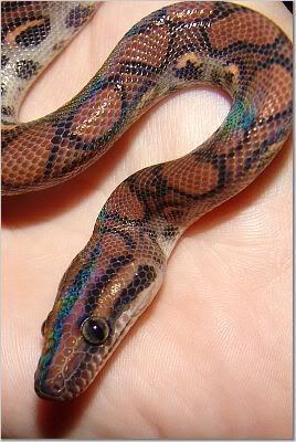 Brazilian Rainbow Boa's - Reptile Forums