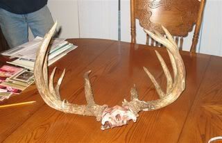 BigBuck001-1.jpg