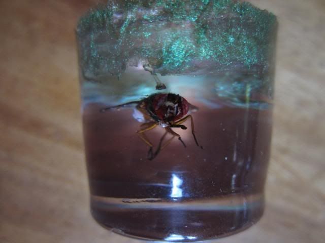 photo IMG_7369_zps83086261.jpg