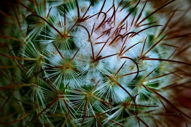 photo wcloseup1_zps7c8ce37c.jpeg