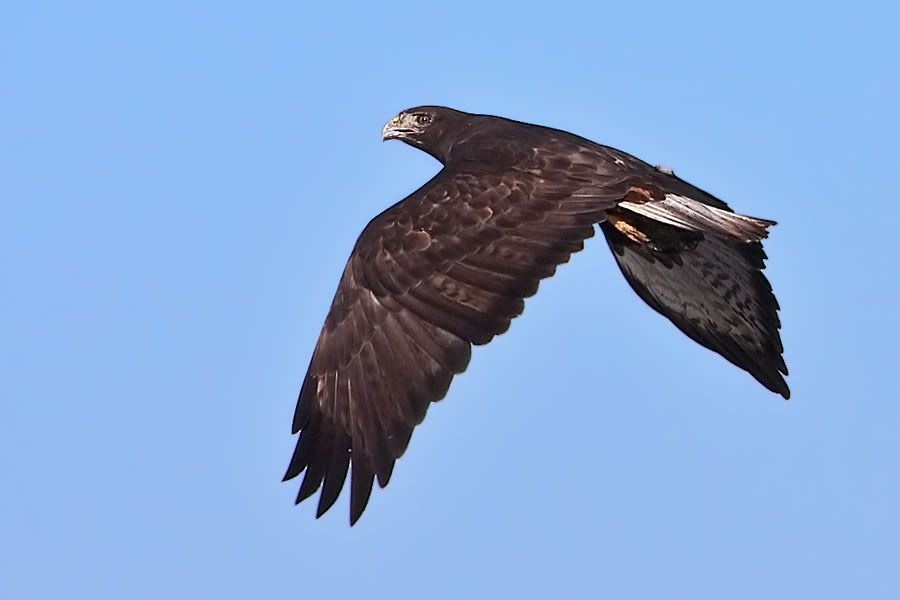 IMAGE: http://i161.photobucket.com/albums/t207/guitarman3_2007/16feb2009/_MG_5969modinPSsrgb.jpg