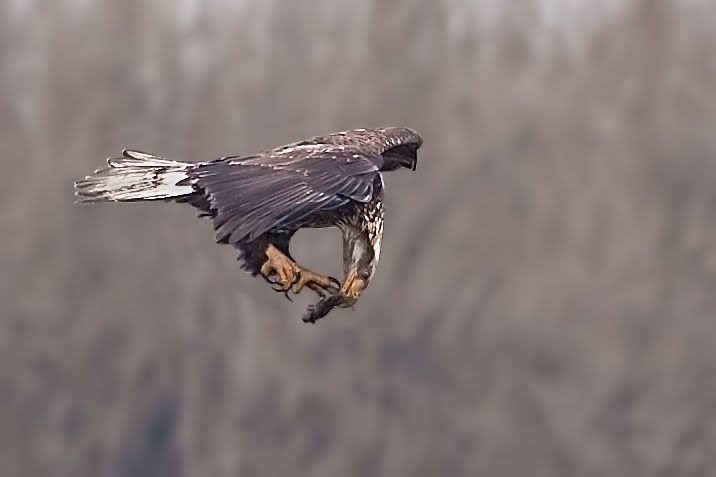 IMAGE: http://i161.photobucket.com/albums/t207/guitarman3_2007/16feb2009/_MG_5976modinPSsrgb.jpg