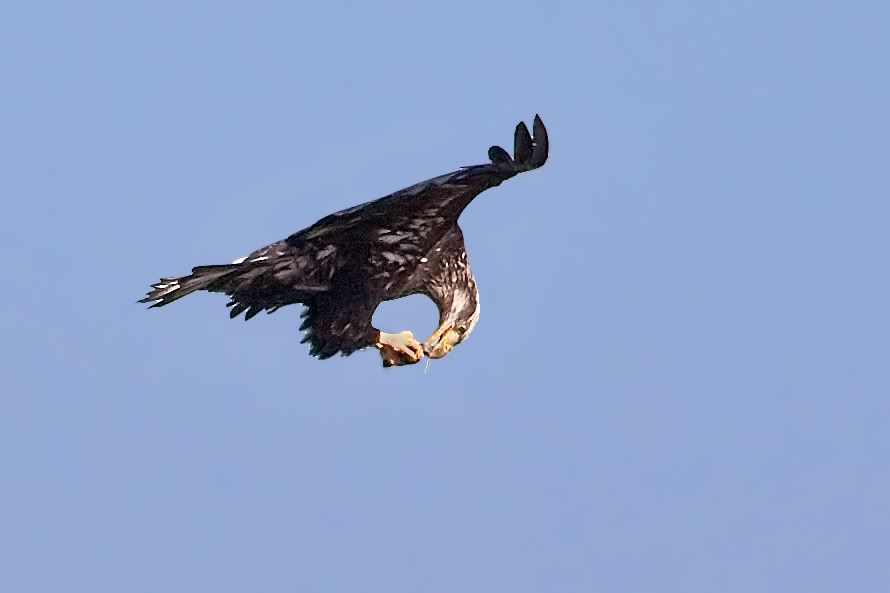 IMAGE: http://i161.photobucket.com/albums/t207/guitarman3_2007/16feb2009/_MG_5981modinPSsrgb.jpg