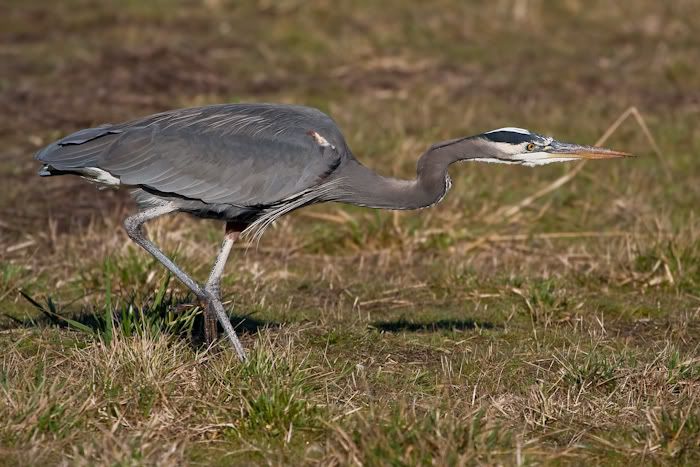 IMAGE: http://i161.photobucket.com/albums/t207/guitarman3_2007/19jan2009/_MG_2928mod.jpg