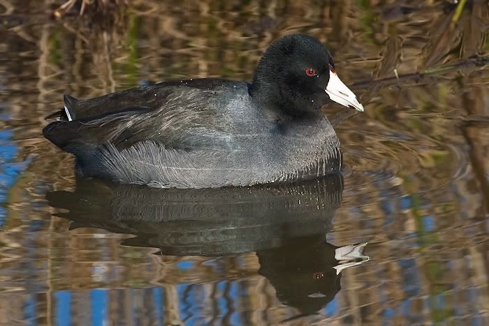 IMAGE: http://i161.photobucket.com/albums/t207/guitarman3_2007/19jan2009/_MG_2936mod.jpg