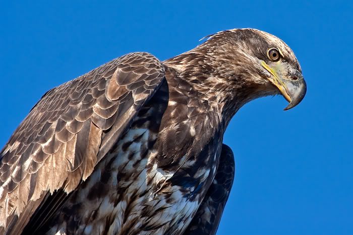 IMAGE: http://i161.photobucket.com/albums/t207/guitarman3_2007/19jan2009/_MG_3022mod.jpg