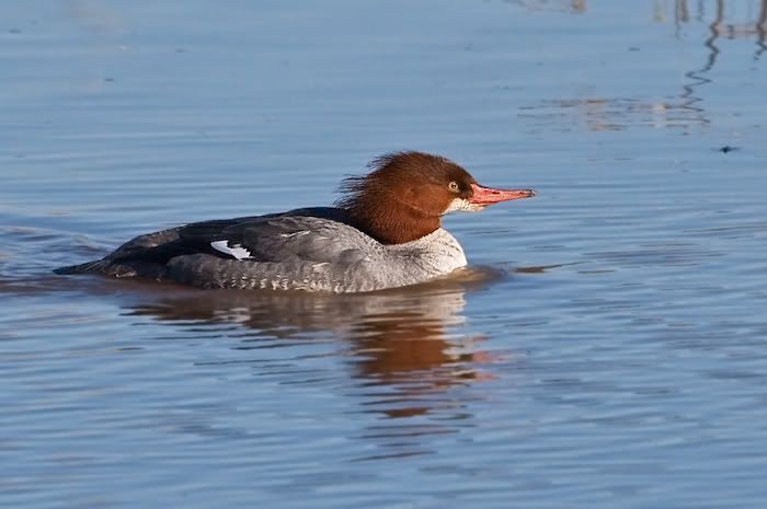 IMAGE: http://i161.photobucket.com/albums/t207/guitarman3_2007/19jan2009/_MG_3104mod.jpg