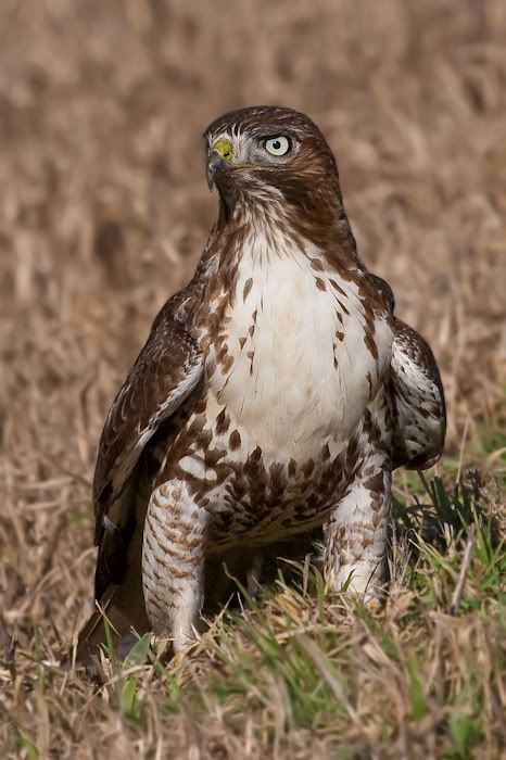 IMAGE: http://i161.photobucket.com/albums/t207/guitarman3_2007/19jan2009/_MG_3164mod.jpg