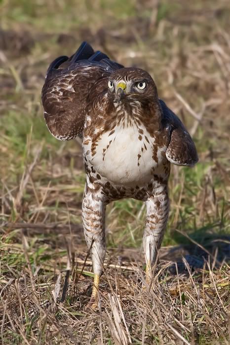 IMAGE: http://i161.photobucket.com/albums/t207/guitarman3_2007/19jan2009/_MG_3173mod.jpg