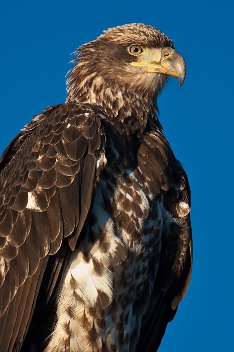 IMAGE: http://i161.photobucket.com/albums/t207/guitarman3_2007/19jan2009/_MG_3464mod.jpg