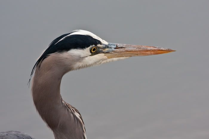 IMAGE: http://i161.photobucket.com/albums/t207/guitarman3_2007/24jan2009%2040d%20rented%20100-400/_MG_3626modinPS.jpg