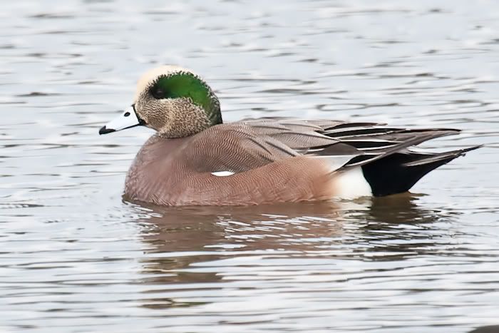 IMAGE: http://i161.photobucket.com/albums/t207/guitarman3_2007/24jan2009%2040d%20rented%20100-400/_MG_3676modinPS.jpg