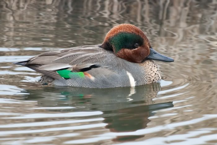 IMAGE: http://i161.photobucket.com/albums/t207/guitarman3_2007/24jan2009%2040d%20rented%20100-400/_MG_3808modinPS.jpg