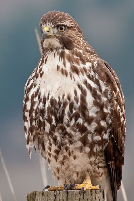 IMAGE: http://i161.photobucket.com/albums/t207/guitarman3_2007/24jan2009%2040d%20rented%20100-400/_MG_3840modinPS-1.jpg