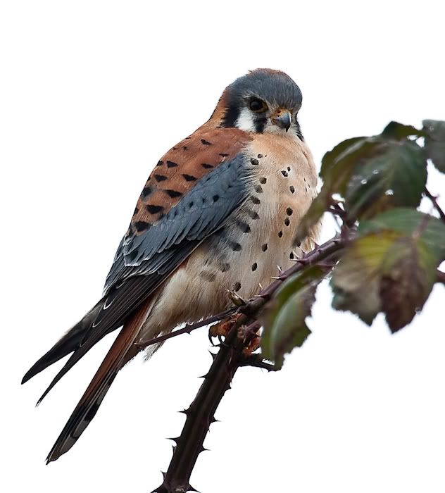 IMAGE: http://i161.photobucket.com/albums/t207/guitarman3_2007/24jan2009%2040d%20rented%20100-400/_MG_3888modinPS-1.jpg