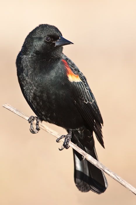 IMAGE: http://i161.photobucket.com/albums/t207/guitarman3_2007/24jan2009%2040d%20rented%20100-400/_MG_4284modinPS.jpg