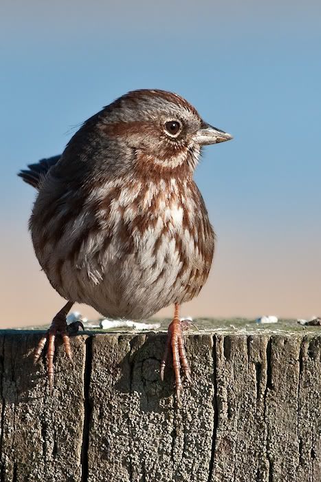 IMAGE: http://i161.photobucket.com/albums/t207/guitarman3_2007/24jan2009%2040d%20rented%20100-400/_MG_4372modinPS.jpg