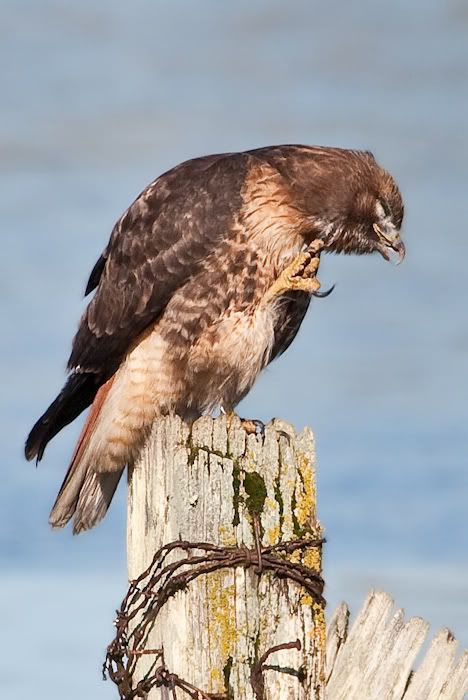 IMAGE: http://i161.photobucket.com/albums/t207/guitarman3_2007/24jan2009%2040d%20rented%20100-400/_MG_4451modinPS.jpg