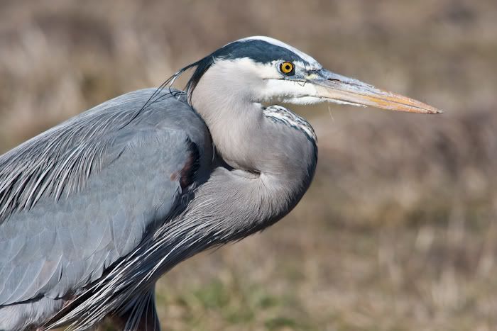 IMAGE: http://i161.photobucket.com/albums/t207/guitarman3_2007/24jan2009%2040d%20rented%20100-400/_MG_4496modinPS.jpg