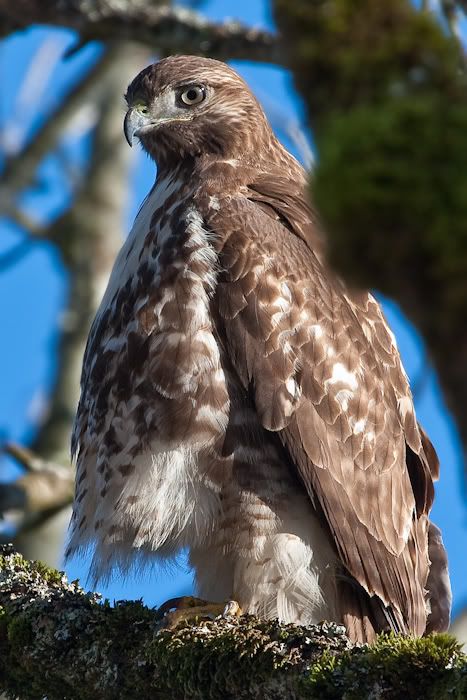 IMAGE: http://i161.photobucket.com/albums/t207/guitarman3_2007/24jan2009%2040d%20rented%20100-400/_MG_4716modinPS.jpg