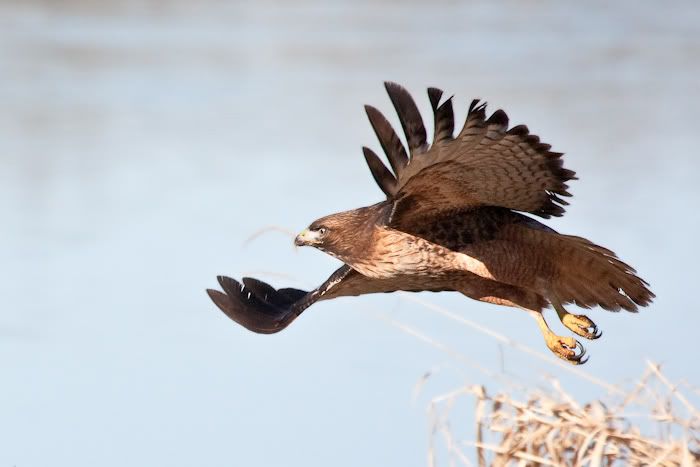 IMAGE: http://i161.photobucket.com/albums/t207/guitarman3_2007/24jan2009%2040d%20rented%20100-400/_MG_4761modinPS.jpg