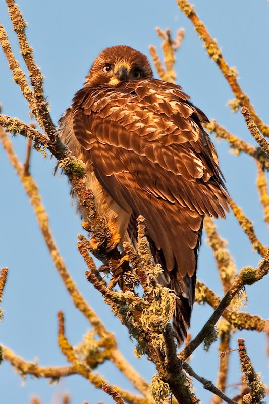 IMAGE: http://i161.photobucket.com/albums/t207/guitarman3_2007/3feb2009/_MG_4984modinPS.jpg