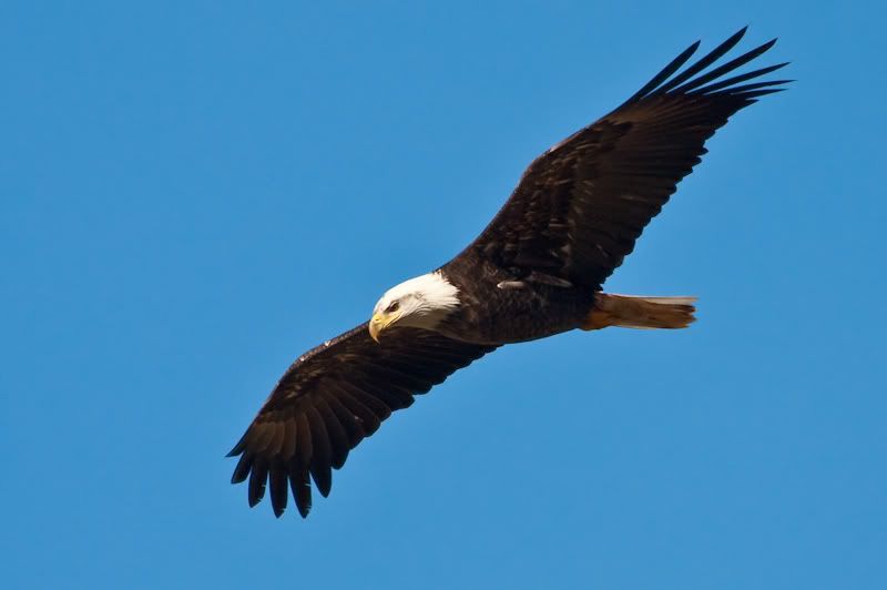 IMAGE: http://i161.photobucket.com/albums/t207/guitarman3_2007/3feb2009/_MG_5109modinPS.jpg