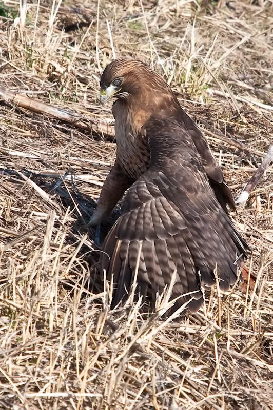 IMAGE: http://i161.photobucket.com/albums/t207/guitarman3_2007/3feb2009/_MG_5208modinPS.jpg