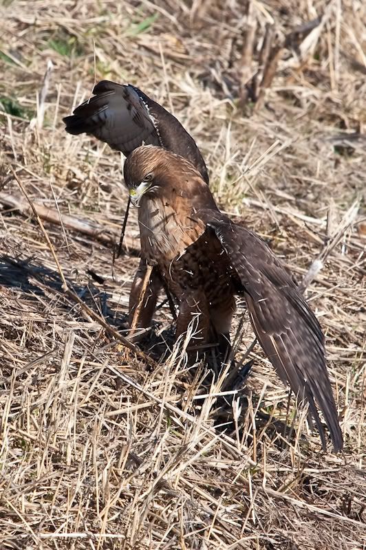 IMAGE: http://i161.photobucket.com/albums/t207/guitarman3_2007/3feb2009/_MG_5210modinPS.jpg