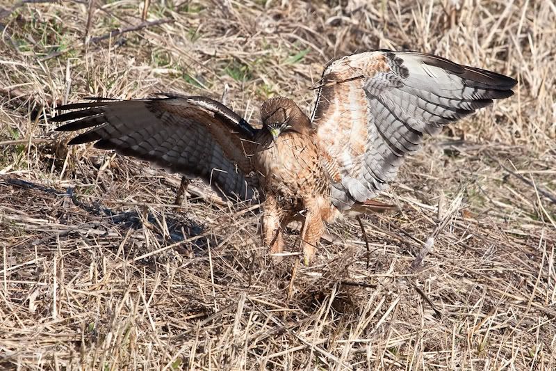 IMAGE: http://i161.photobucket.com/albums/t207/guitarman3_2007/3feb2009/_MG_5216modinPS.jpg