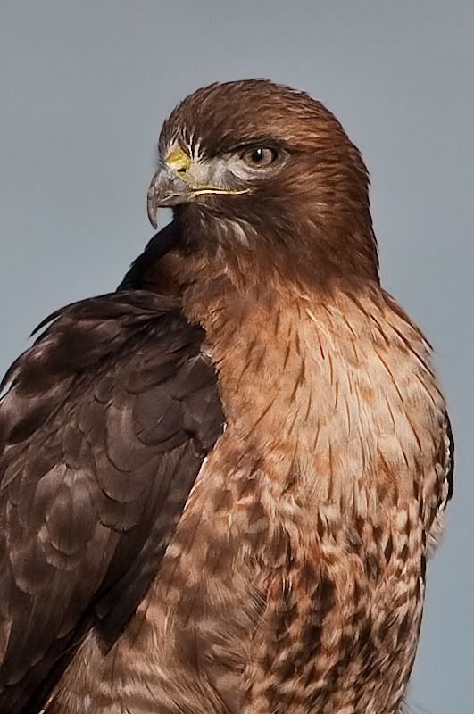 IMAGE: http://i161.photobucket.com/albums/t207/guitarman3_2007/3feb2009/_MG_5256modinPS.jpg