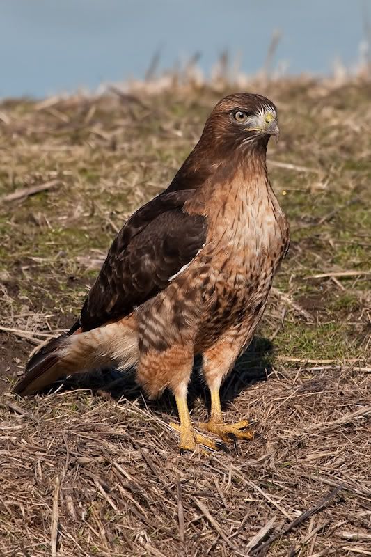 IMAGE: http://i161.photobucket.com/albums/t207/guitarman3_2007/3feb2009/_MG_5262modinPS.jpg