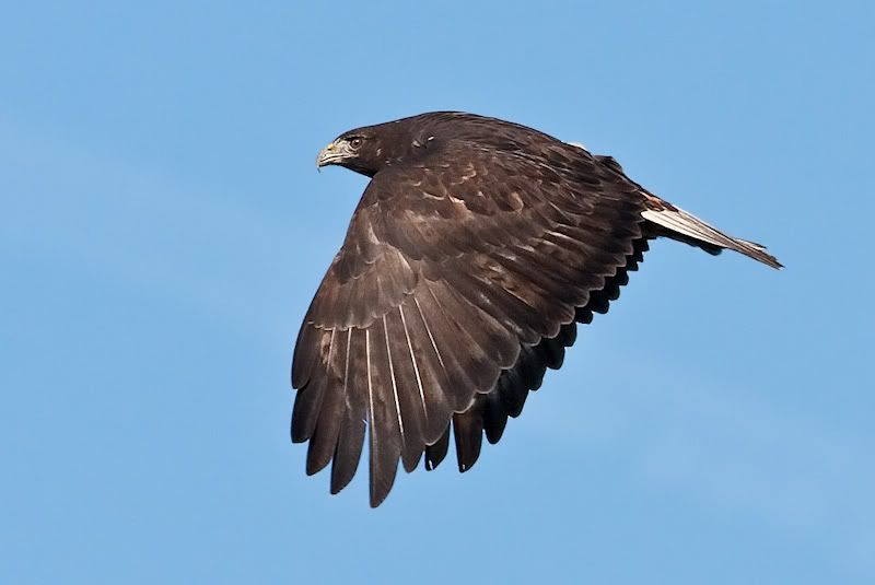 IMAGE: http://i161.photobucket.com/albums/t207/guitarman3_2007/3feb2009/_MG_5268modinPS.jpg