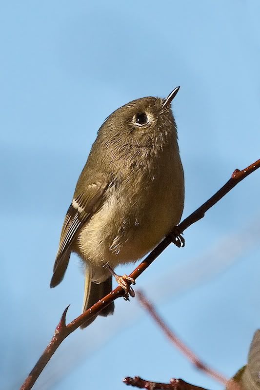 IMAGE: http://i161.photobucket.com/albums/t207/guitarman3_2007/3feb2009/_MG_5305modinPS.jpg