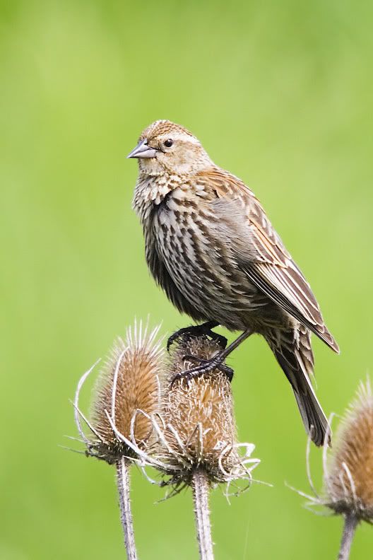 IMAGE: http://i161.photobucket.com/albums/t207/guitarman3_2007/4992-Costco4x6.jpg