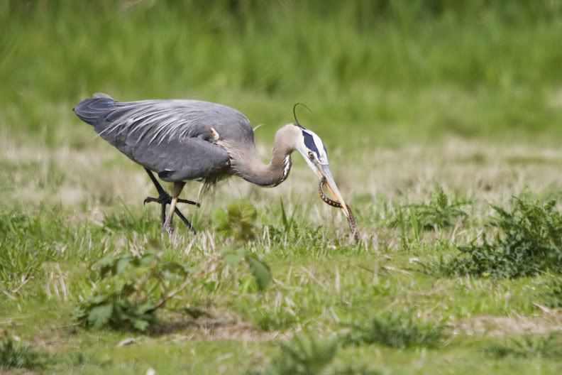 IMAGE: http://i161.photobucket.com/albums/t207/guitarman3_2007/5001-Costco4x6.jpg