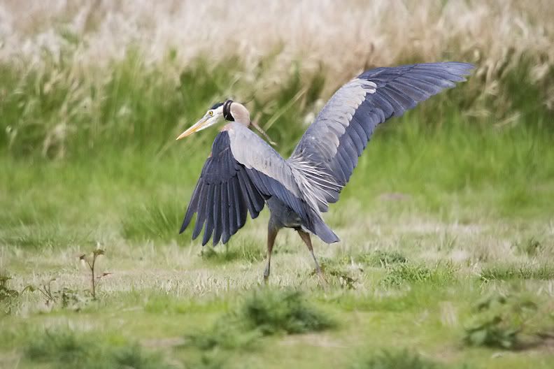 IMAGE: http://i161.photobucket.com/albums/t207/guitarman3_2007/5002-Costco4x6.jpg