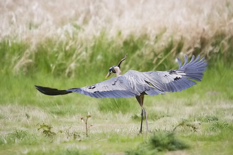 IMAGE: http://i161.photobucket.com/albums/t207/guitarman3_2007/5003-Costco4x6.jpg