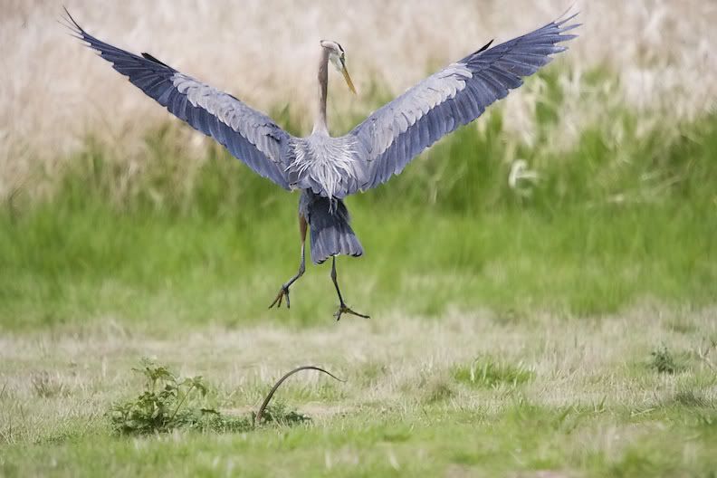 IMAGE: http://i161.photobucket.com/albums/t207/guitarman3_2007/5007-Costco4x6.jpg