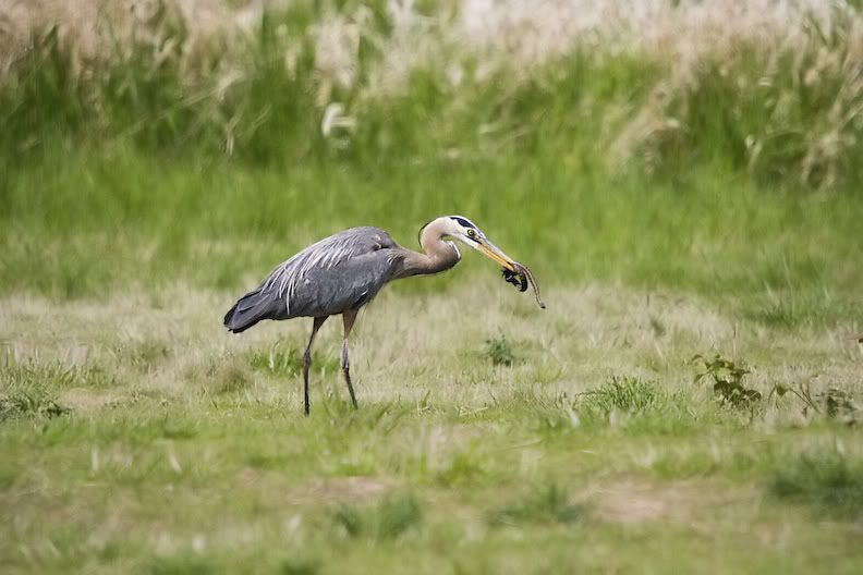 IMAGE: http://i161.photobucket.com/albums/t207/guitarman3_2007/5017-Costco4x6.jpg