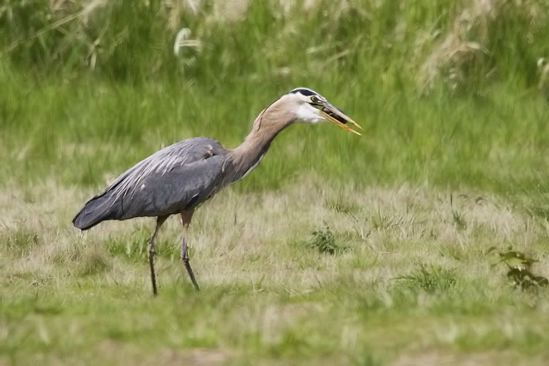 IMAGE: http://i161.photobucket.com/albums/t207/guitarman3_2007/5018-Costco4x6.jpg