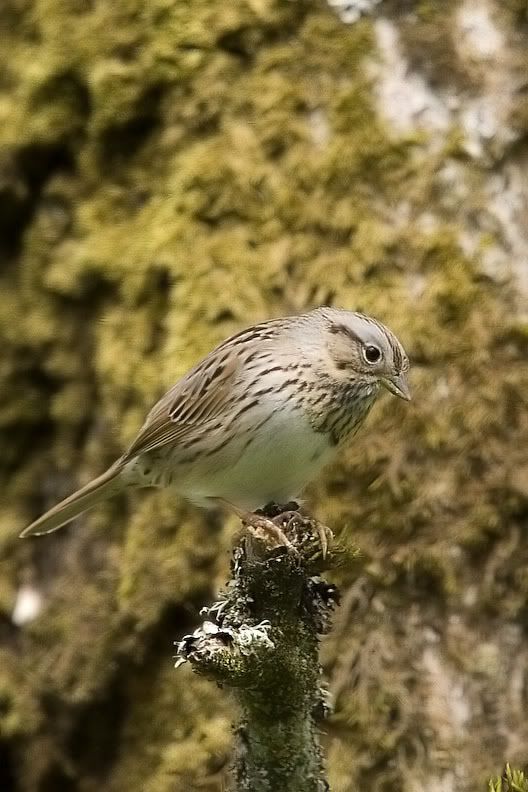 IMAGE: http://i161.photobucket.com/albums/t207/guitarman3_2007/5045-Costco4x6.jpg